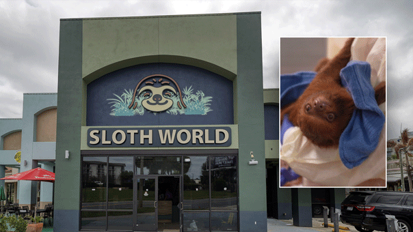 Florida bans sloth imports after dozens of animals die at planned Orlando attraction