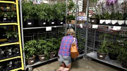 Costco issues warning notice for plant due to invasive insect infestation concern
